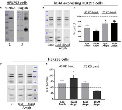 Prolonged Amphetamine Exposures Increase the Endogenous Human Dopamine Receptors 2 at the Cellular Membrane in Cells Lacking the Dopamine Transporter